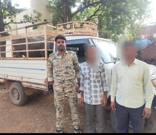 खैरागढ़: जिला के सी जी पुलिस टीम की पशु तस्करों विरुद्ध लगातार कड़ी कार्यवाही जारी…