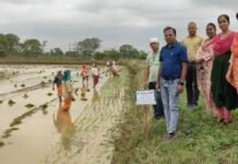 राजनांदगांव: लेही विधि से अंकुरित बीजों को मचाई किए हुए खेतों में ड्रम सीडर एवं छिटकवा विधि से करें बुवाई…