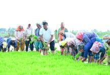 कृषि कार्यों में शामिल हुए शिक्षा मंत्री गजेन्द्र यादव…