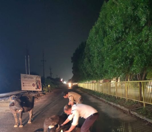 राजनांदगांव: सड़क दुर्घटनाओं की रोकथाम के लिए मवेशियों के गले में बांधी रेडियम पट्टी…