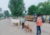 राजनांदगांव: मवेशी धर-पकड अभियान- आज पकड़े 12 मवेशी…