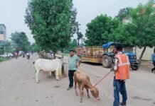 राजनांदगांव: मवेशी धर-पकड अभियान- आज पकड़े 12 मवेशी…