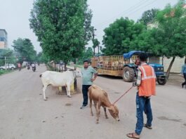 राजनांदगांव: मवेशी धर-पकड अभियान- आज पकड़े 12 मवेशी…