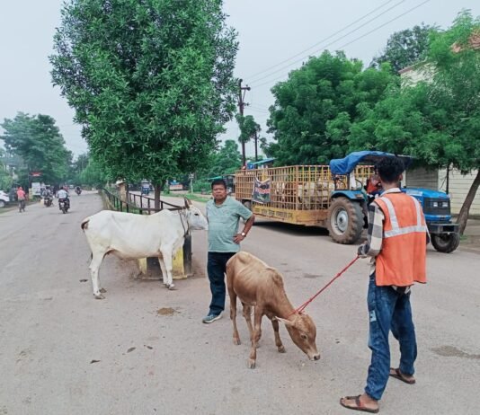 राजनांदगांव: मवेशी धर-पकड अभियान- आज पकड़े 12 मवेशी…