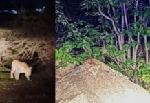 राजनांदगांव: डोंगरगढ़ प्रज्ञागिरी पहाड़ पर फिर दिखा तेंदुआ, वीडियो वायरल…