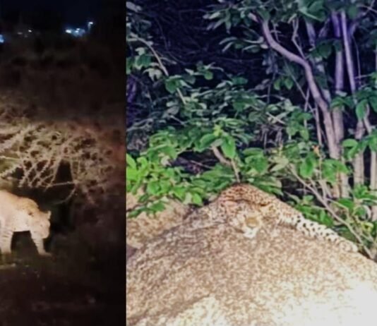 राजनांदगांव: डोंगरगढ़ प्रज्ञागिरी पहाड़ पर फिर दिखा तेंदुआ, वीडियो वायरल…