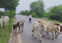 राजनांदगांव: बारिश में सड़क हादसों की रोकथाम के लिए राजनांदगांव पुलिस की पहल, सड़कों से हटाया गौवंश…