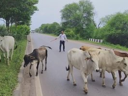 राजनांदगांव: बारिश में सड़क हादसों की रोकथाम के लिए राजनांदगांव पुलिस की पहल, सड़कों से हटाया गौवंश…