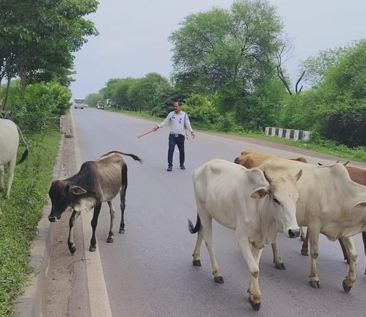 राजनांदगांव: बारिश में सड़क हादसों की रोकथाम के लिए राजनांदगांव पुलिस की पहल, सड़कों से हटाया गौवंश…