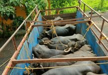 राजनांदगांव में अवैध मवेशी परिवहन पर सोमनी पुलिस की बड़ी कार्रवाई, 18 भैंसों समेत 8.80 लाख की संपत्ति जब्त…