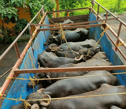 राजनांदगांव में अवैध मवेशी परिवहन पर सोमनी पुलिस की बड़ी कार्रवाई, 18 भैंसों समेत 8.80 लाख की संपत्ति जब्त…