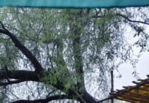 राजनांदगांव ब्रेकिंग न्यूज़ : भारी बारिश में विशाल बबूल का पेड़ मकान पर गिरा, महिला बाल-बाल बची…
