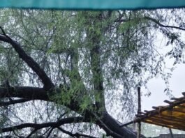 राजनांदगांव ब्रेकिंग न्यूज़ : भारी बारिश में विशाल बबूल का पेड़ मकान पर गिरा, महिला बाल-बाल बची…