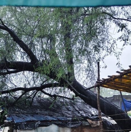 राजनांदगांव ब्रेकिंग न्यूज़ : भारी बारिश में विशाल बबूल का पेड़ मकान पर गिरा, महिला बाल-बाल बची…