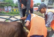 राजनांदगांव: दिन व रात दो पाली में मवेशी धरपकड अभियान जारी, दोनो पाली में 22 मवेशी पकडे…