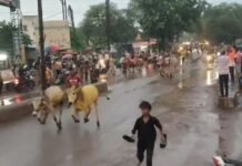 राजनांदगांव: पोला पर्व पर चिखली में सजी परंपरा, बैल दौड़ महोत्सव में दिखा उत्साह…