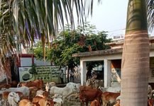 राजनांदगांव: निगम की बडी कार्यवाही, ग्रामीण क्षेत्र से शहर में लाकर मवेशी छोडते पकडे…