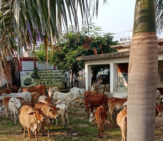 राजनांदगांव: निगम की बडी कार्यवाही, ग्रामीण क्षेत्र से शहर में लाकर मवेशी छोडते पकडे…