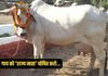 राजनांदगांव: गौ माता को ‘राज्य माता’ का दर्जा दिलाने राजनांदगांव से रायपुर तक उठेगी आवाज…