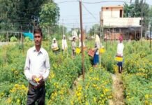 राजनांदगांव: फ्लोरीकल्चर हब प्रोत्साहन योजना से पुष्प उत्पादन को मिल रहा बढ़ावा…