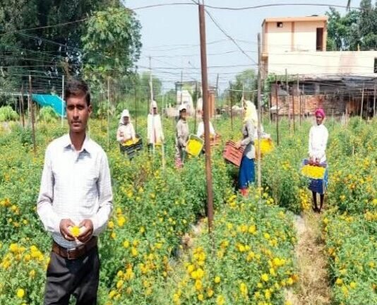 राजनांदगांव: फ्लोरीकल्चर हब प्रोत्साहन योजना से पुष्प उत्पादन को मिल रहा बढ़ावा…